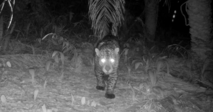 Animais silvestres na Estrada Parque Transpantaneira em MT são monitorados com câmeras acionadas por movimento
