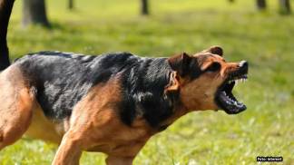 Cachorro