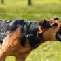 Criança é atacada por cachorro em Juara e sofre ferimentos graves no rosto