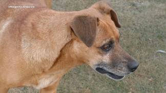 Cachorro
