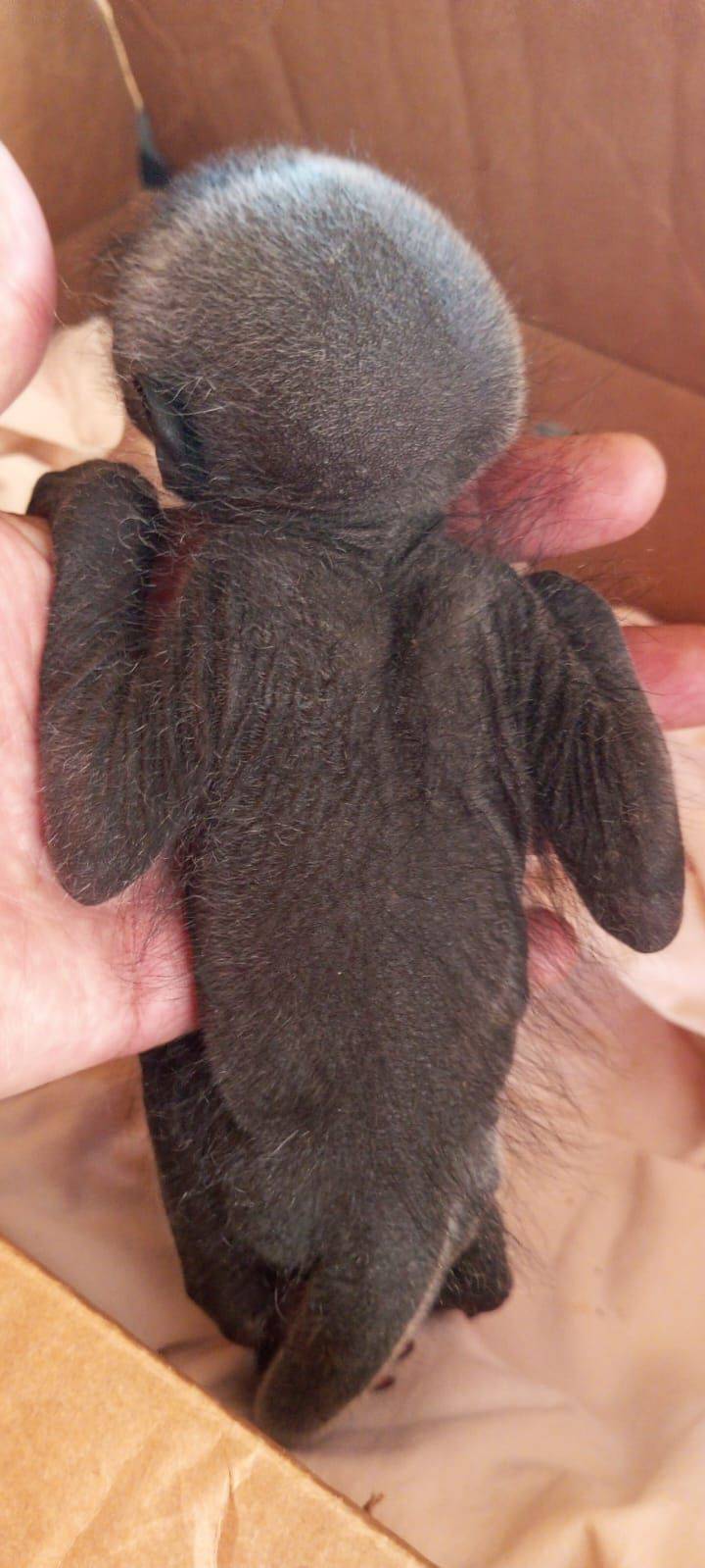 Filhote de macaco é resgatado em Guarantã do Norte 