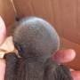 Filhote de macaco é resgatado em Guarantã do Norte 