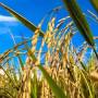 Mato Grosso lidera produção nacional de arroz de sequeiro na safra 2023/24