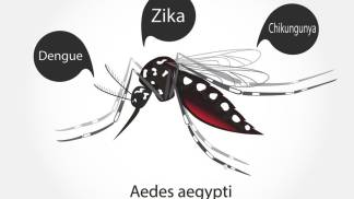 aedes aegypti
