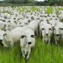 Brasil tem mais bois que habitantes e produção recorde de ovos em 2024