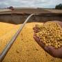 Entidades do agro em MT celebram suspensão da Moratória da Soja a partir de 2026