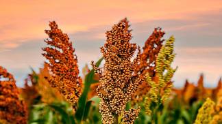 SORGO