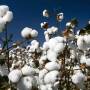 MT registra safra recorde de algodão e preços encerram o ano com leve recuo