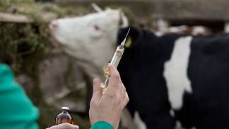 VACINAÇÃO CONTRA BRUCELOSE