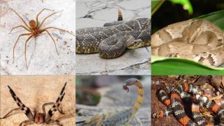 ANIMAIS PEÇONHENTOS