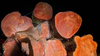 APREENSÃO DE MADEIRA