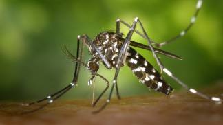 AEDES AEGYPTI