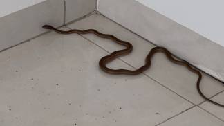 COBRA CIPÓ EM RESIDENCIA