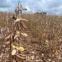 Chuvas intensas atrasam colheita da soja e prejudicam plantio do milho em Mato Grosso