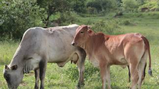 alexramos10-cattle-106344_1920