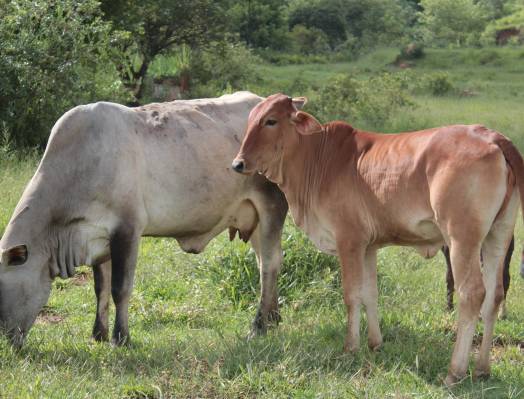 Pixabay/ Imagem Ilustrativa