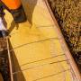 Mato Grosso lidera produção agropecuária do país com projeção de R$ 206 bilhões em 2026