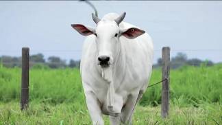 VACA