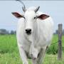 Vaca em MT quebra recorde de fertilidade ao produzir 12 vezes mais células reprodutivas