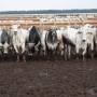 Principal destino da carne de MT, China reconhece Brasil como livre de febre aftosa