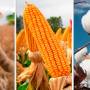 Mato Grosso lidera produção de algodão, soja e milho há décadas e reforça domínio na safra 2025/26
