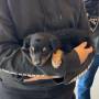 Insanos Motoclube promove ação social em prol de animais e arrecada ração em Juína