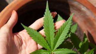 cannabis-medicinal