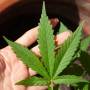 Saúde abre licitação para comprar cannabis e atender ordens judiciais em MT