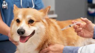 cães