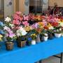 Ame inicia venda de flores para o dia de finados em Juína com preços acessíveis